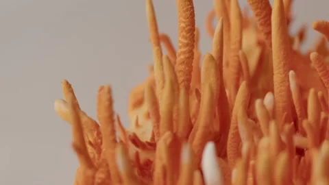 Rising Macro View of Cordyceps Stroma Surface Stock Footage 331629082