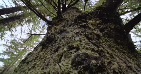 Rising Up Massive Old Growth Sitka Spruce Trunk Lichen Moss Low Angle Alaska Stock-Footage 219455416