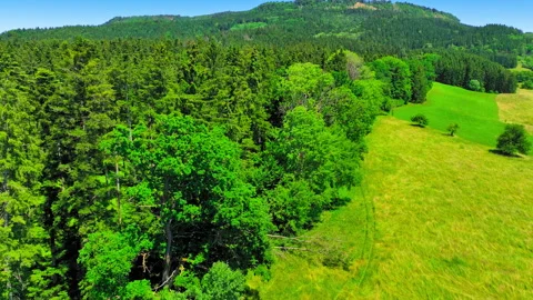 Rising from a meadow to fly over the forest 動画素材 315751394