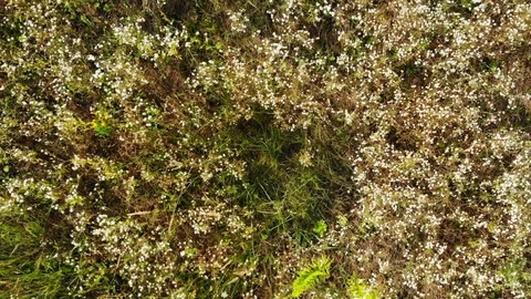Rising up from a Meadow, a Top Down Perspective Stock Footage 97199723
