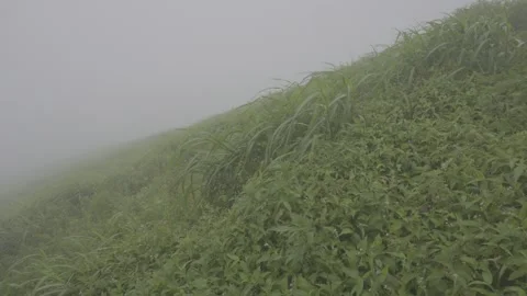 Rising Mist over Grass Slope Stock-Footage 343665748