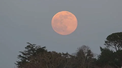 Rising moon over trees at sunset time Stockbeeldmateriaal 232346995