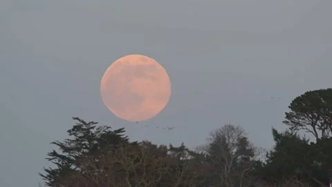 Rising moon over trees at sunset time Stock Footage 232347086