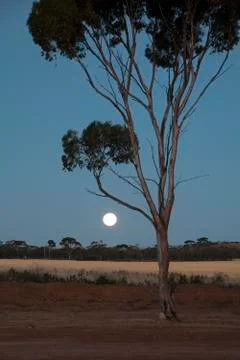 Rising moon over wheat fields with silhouetted gum tree Stock Photos