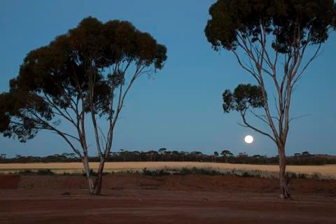 Rising moon over wheat fields with silhouetted gum trees Stock Photos
