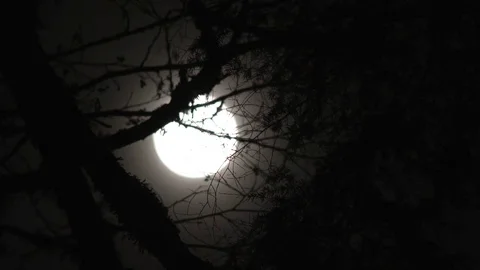 Rising Moon Through Bare Branches Time Lapse Stock Footage