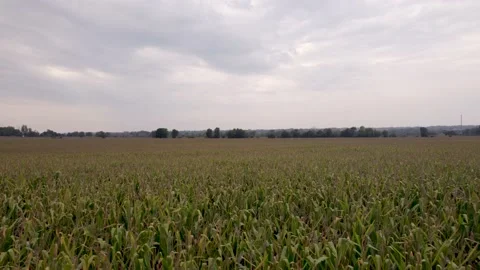 Rising Over Corn Fields Stock Footage 235228093