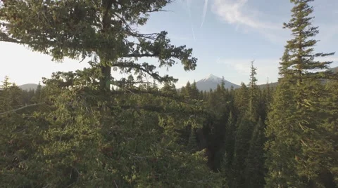 Rising up over forest Stock Footage 52527515