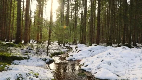 Rising over forest stream in winter 库存影片 239000568