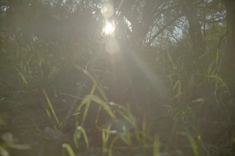 Rising over the grass Stock Footage 277464182