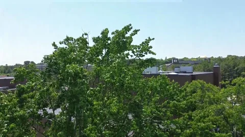 Rising Over a Leafy Tree to Reveal a Community Center’s Roof Video stock 243288885
