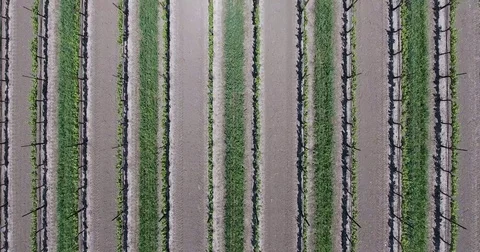 Rising up over rows of grape vines in a Santa Ynez, California vineyard Stock Footage 72980910