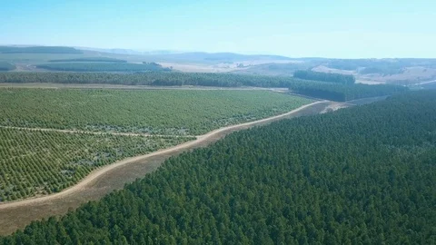 Rising over a section of forest on a hazy day to reveal freshly planted trees Stock Footage 81202281