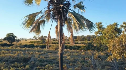 Rising over a single palm tree at dusk to reveal horizon beyond Stock Footage 80866755