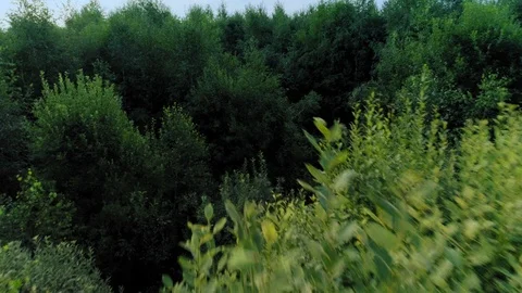 Rising up over trees branches with green leaves aerial shot beautiful forest Video stock 103716549