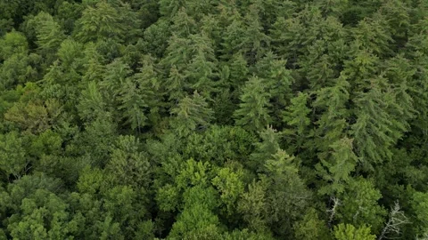 Rising over treetops in dense forest looking down at conifer and deciduous trees Stock Footage 252193130