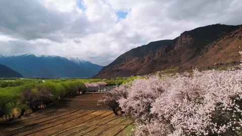 Rising past peach blossoms to fields and mountains in Nyingchi Stock Footage 345886968