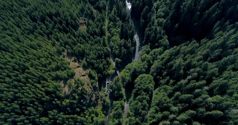Rising from a Pristine River through a Lush Pine Forest in the Pacific Northwest Stock Footage 123422851