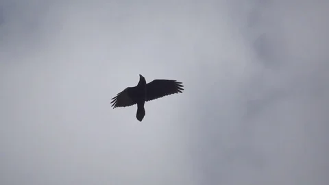 The rising raven higher and higher to the sky, slow motion Stock Footage