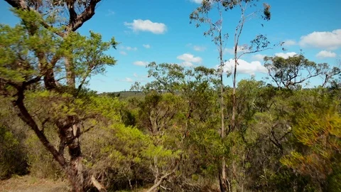 Rising reveal aerial through trees to Australian bushland Stock Footage