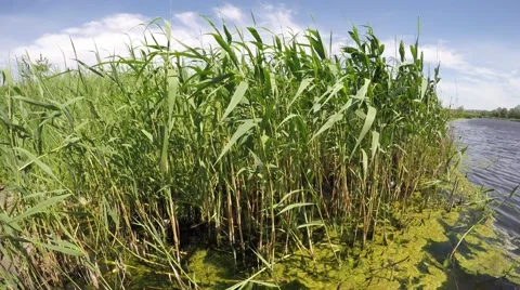 Rising on the river reeds waving in the wind. Video stock 50945809