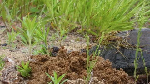 Rising Sand Mound Builds as the Turtle Digs Deeper Video stock 325635109