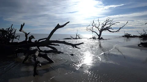 Rising Seas Eroding Land Driftwood Trees  Video stock 121597152