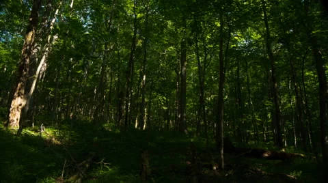 Rising Shadows and Light in the Woods Stock Footage 65201746