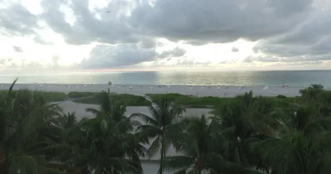 Rising shot behind palm trees of Miami Beach Stock Footage 54252237
