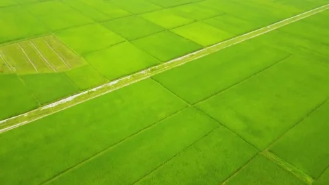 Rising shot on open grass field area in Vietnam Stock Footage 160810984