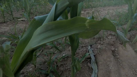 Rising shot over corn field at dusk in rural Portugal in Spring 動画素材 133138100