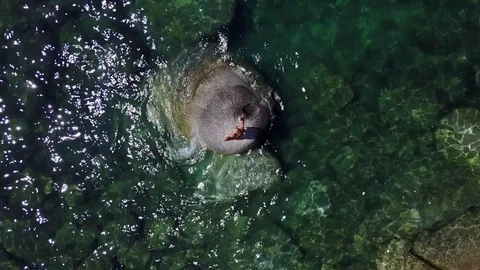 Rising Shot Over Guy Jumping Into Lake Tahoe Stock Footage 81009962