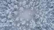 Rising Shot Of Snow Covered Forest Aerial Shot Stock Footage