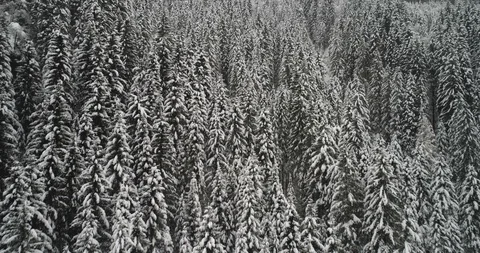 Rising shot of snow covered trees in forest on side of mountain Video stock 102424223