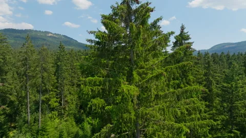 Rising shot in a wild forest Stock Footage 316066414
