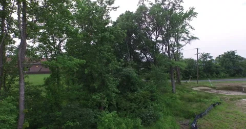 Rising Shots of the Sun through the trees Video stock 50952938