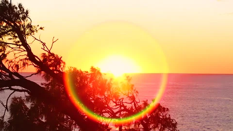 Rising sun behind a tree silhouette with flare, Noosa National Park, Queensland Stock Footage 140613619