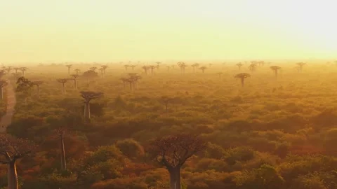 The rising sun casts long shadows from the majestic baobab trees lining Avenue 스톡 동영상 308395281