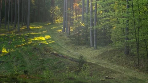 The rising sun in the forest Stock Footage 194521885