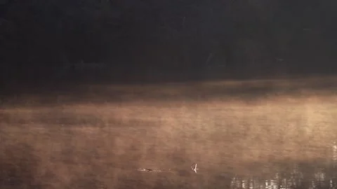 The rising sun has lit up the forest and the fog is floating over the river. Video stock 176959905