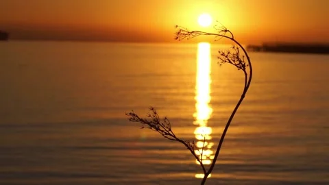 Rising sun reflection bisecting silhouette of plant golden hour Stockbeeldmateriaal 233902715
