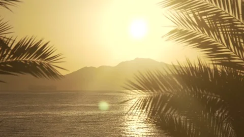 Rising Sun through the palms over the sea and desert mountains Stock Footage 75749507