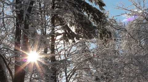 Rising Sun Through Trees Covered in Snow Vídeo Stock 44400347