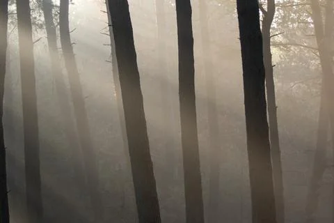The rising sun through the trees. Stock Photos