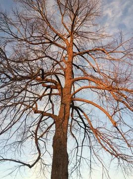 Rising sun on the tree Stock Photos