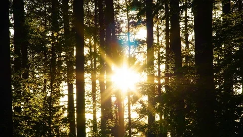 The rising sun wanders among the trees Video stock 119021746