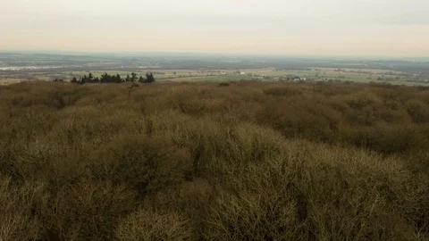 Rising up through canopy of trees to bird habitat drone aerial 4k Stock Footage 114147366