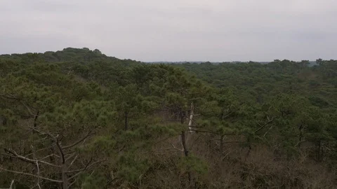 Rising up through canopy of trees to reveal forest Video stock 102505646