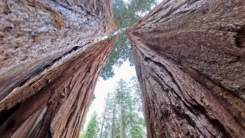 Rising Through Giant Sequoia Trees Stock Footage 336028908