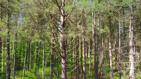 Rising up through a Pine Forest to see the whole forest landscape Stock Footage 156801420